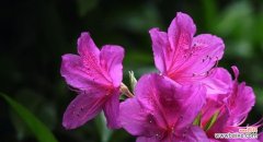 以映山红花语及代表意义为主题的花卉研究 映山红花的美丽与寓意