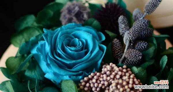 探寻永生花背后的浪漫故事与情感表达 永生花花语