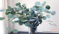 深入了解尤加利的美丽含义 尤加利的花语与寓意