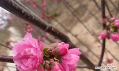 以榆叶梅的花语与作用揭示其深远的寓意 以榆叶梅的花语及作用