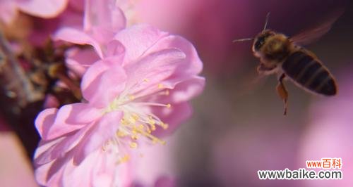 以榆叶梅的花语与作用揭示其深远的寓意 以榆叶梅的花语及作用