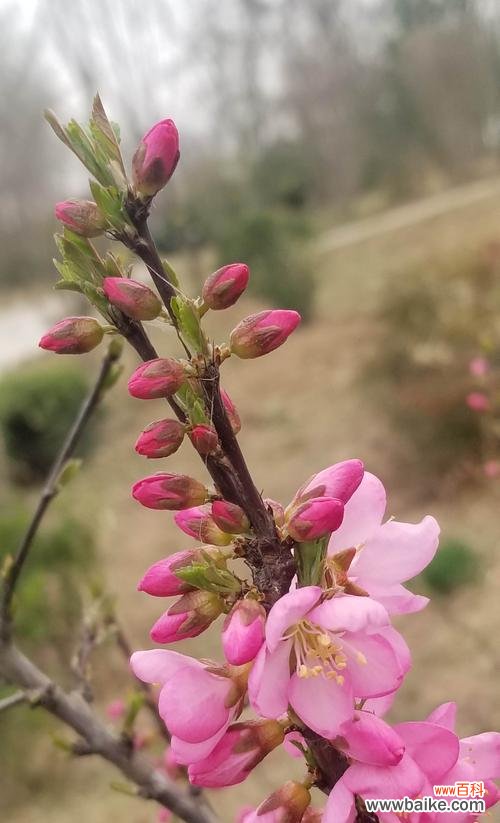以榆叶梅的花语与作用揭示其深远的寓意 以榆叶梅的花语及作用