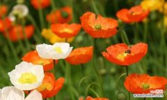 传承千年的花语与美丽传说 虞美人——花海中的传说