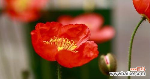 探寻虞美人花语 虞美人花语揭示的深层含义与启示