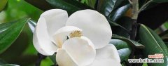 解读玉兰花的神秘语言 玉兰花的花语与代表意义