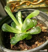 一朵玉露花的绽放之旅 玉露开花