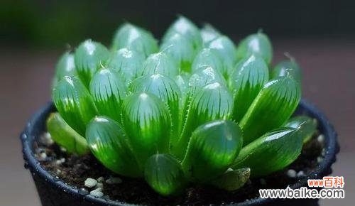 古老传说中的吉祥之兆 玉露开花的神秘预示