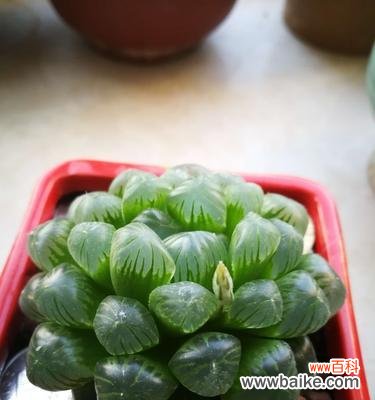 古老传说中的吉祥之兆 玉露开花的神秘预示