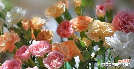 什么花代表母爱?揭秘花语背后的含义是什么?