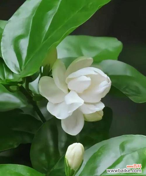 什么花代表母爱?揭秘花语背后的含义是什么?