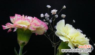 什么花代表母爱?揭秘花语背后的含义是什么?