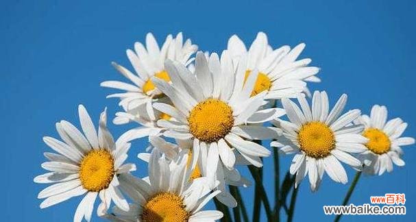 什么花代表偏执的爱?花语中的偏执含义是什么?