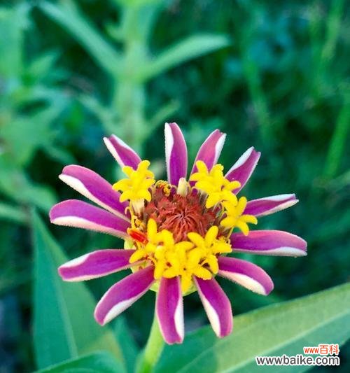 什么花代表陪伴和友谊？花语中友谊的象征是什么花？