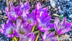 什么花代表陪伴和友谊？花语中友谊的象征是什么花？