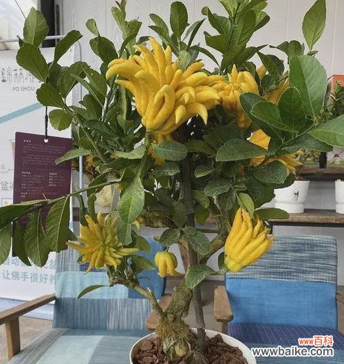 什么花代表平安?揭秘花语中的平安含义是什么?