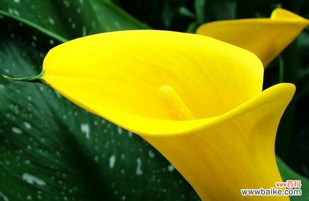 什么花代表平安?揭秘花语中的平安含义是什么?