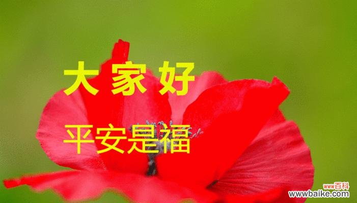什么花代表平安?揭秘花语中的平安含义是什么?