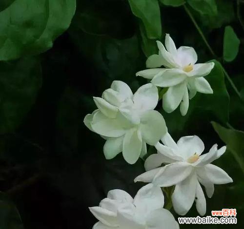 什么花代表平安归来？揭秘花语背后的含义！