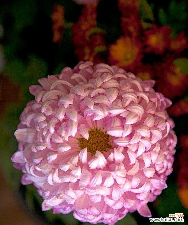 什么花代表平安喜乐？花语中平安喜乐的花有哪些？