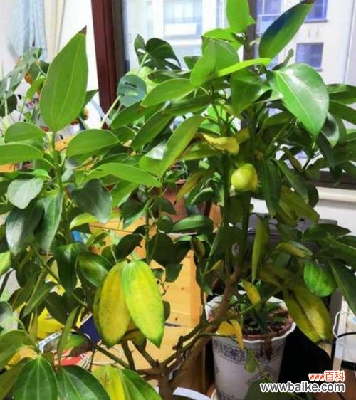 什么花代表平安？花语中平平安安的花有哪些？