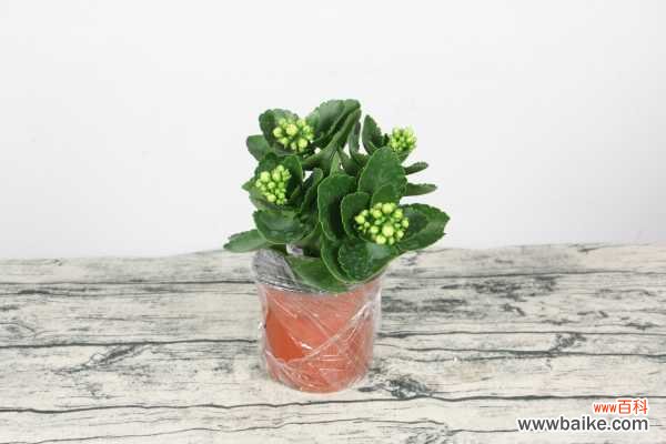 长寿花不开花怎么办