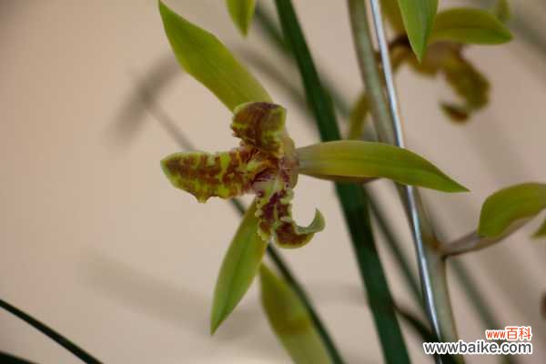 兰花花苞发黑脱落怎么办