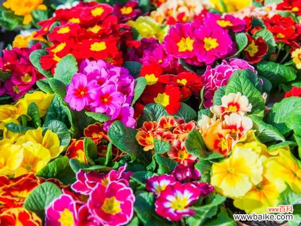 报春花枯萎了怎么办