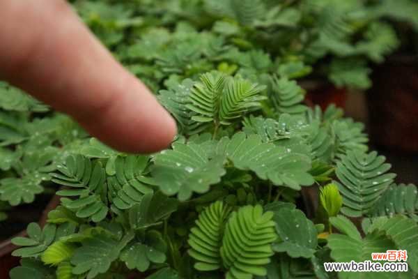 含羞草枯萎了怎么办