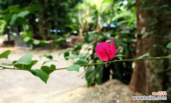 三角梅为什么不开花