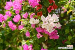 三角梅为什么不开花