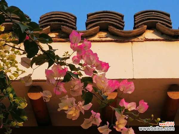 三角梅为什么不开花