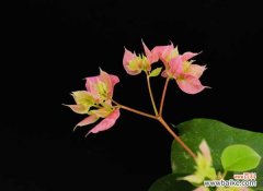 三角梅掉花掉叶子怎么办