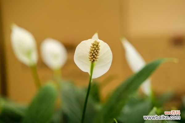 白掌叶子下垂怎么办