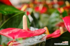 红掌不红是怎么回事