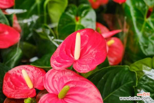 红掌不红是怎么回事