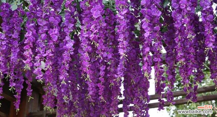 探索紫藤花的花语及文化内涵 紫藤花花语大揭秘