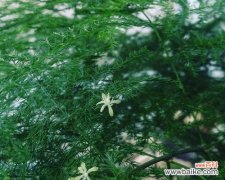 传承至今的“永恒”品质，让文竹成为人们心中永恒的代表 文竹花语——永恒的象征