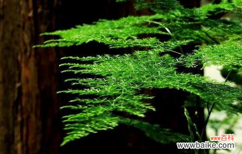 传承至今的“永恒”品质，让文竹成为人们心中永恒的代表 文竹花语——永恒的象征