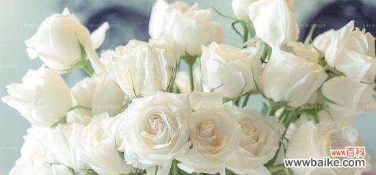 探寻白色玫瑰代表的象征意义 白色玫瑰的含义