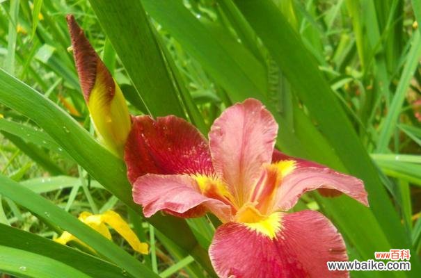 唤起人们对自然的美好感受 菖蒲花——沉静中散发着优雅剪影