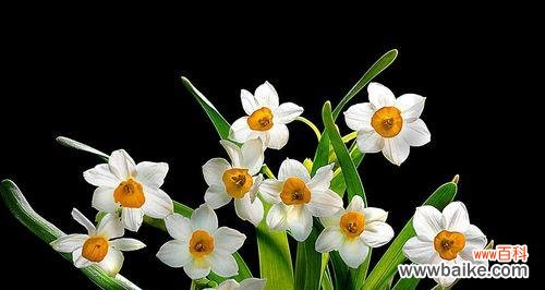 传递着“自尊、尊敬、尊严”的情感 水仙花的花语