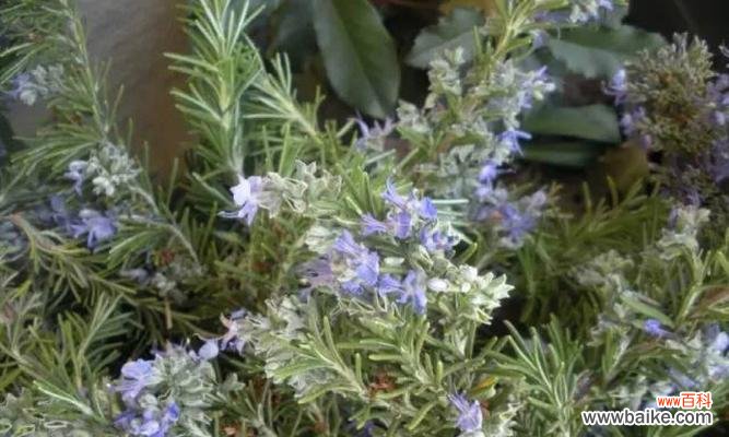 传说、花语和神奇功效 迷迭香,草原上的勇士
