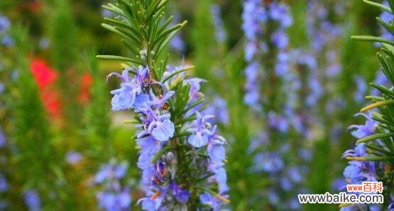 传说、花语和神奇功效 迷迭香,草原上的勇士
