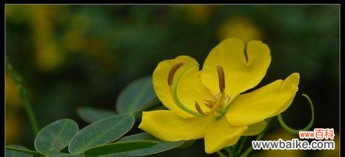 探究黄槐花的象征意义及文化背景 黄槐花的花语