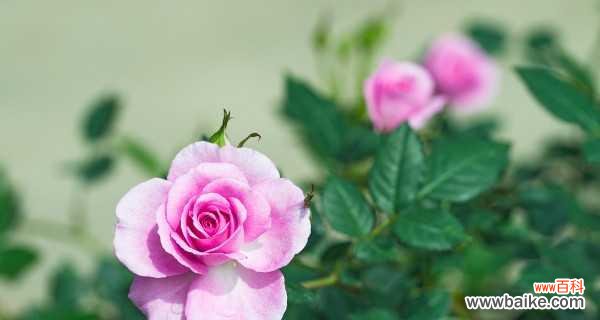 探寻月季花的文化内涵与象征意义 月季花的美丽与含义