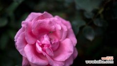 探寻月季花的文化内涵与象征意义 月季花的美丽与含义