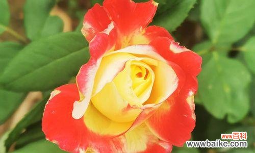 探寻月季花的文化内涵与象征意义 月季花的美丽与含义