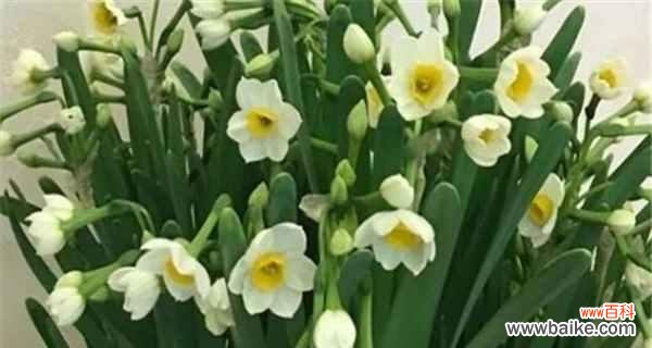 送给哪些人最合适？ 水仙花的花语及寓意