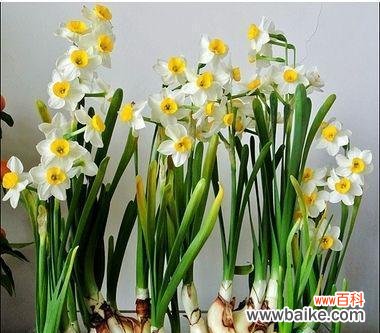 送给哪些人最合适？ 水仙花的花语及寓意