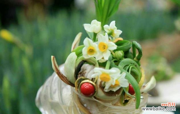 送给哪些人最合适？ 水仙花的花语及寓意